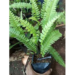 TANAMAN HIAS PAKIS KELABANG / POHON HIAS PAKIS KELABANG / PAKIS KELABANG