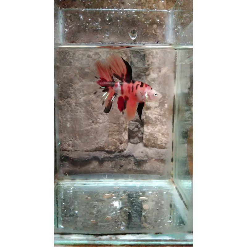 

cupang HM koi