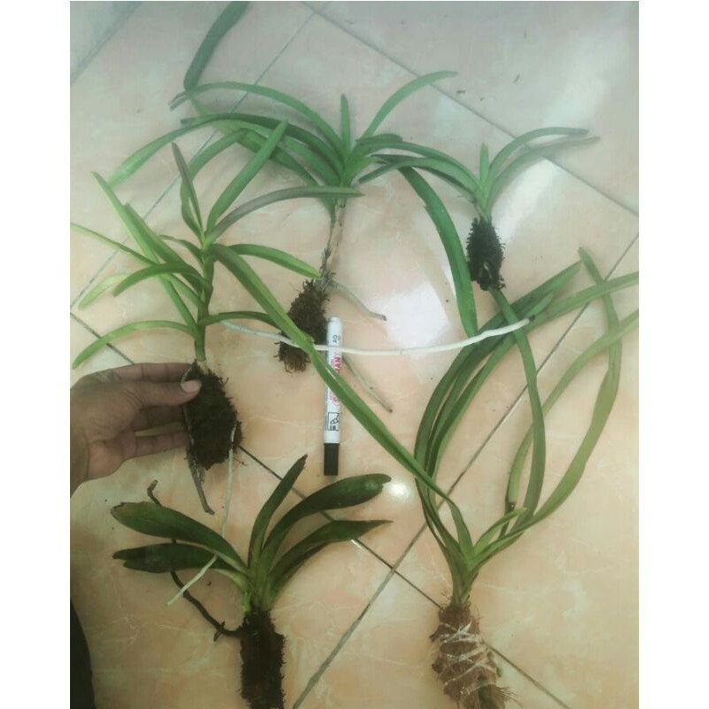special paket promo 5 jenis anggrek vanda