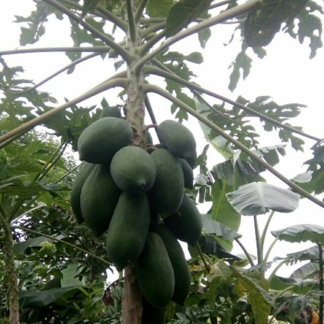 

Pepaya