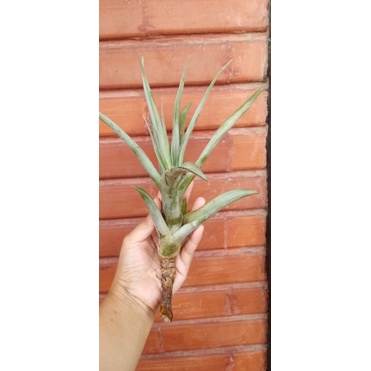Tillandsia Capitata Yellow airplant tanaman udara