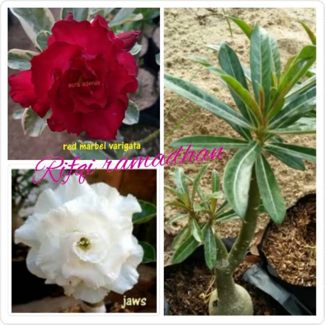 47 Gambar  Bunga  Adenium Warna Putih yang Banyak  Dicari 