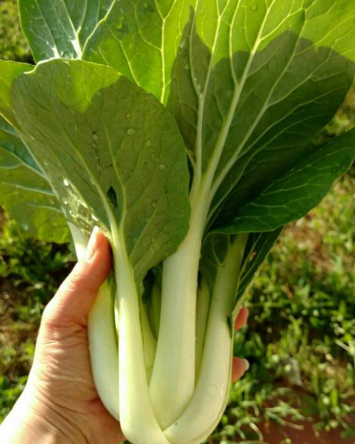 100 Biji - Benih Sawi PAK CHOY PUTIH, tangkai daun warna putih