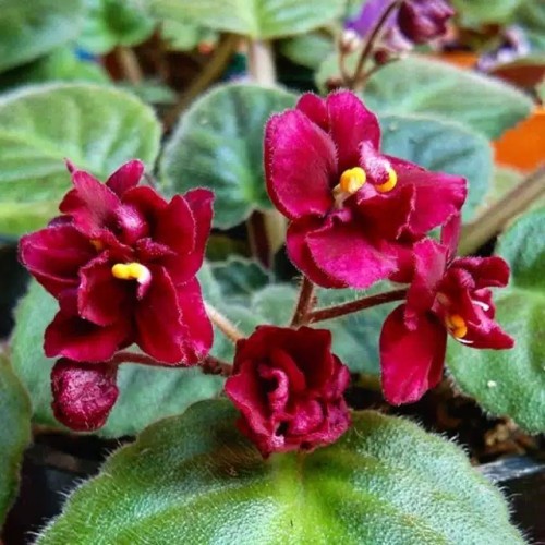 Jual Tanaman Hias Cantik Bunga Africa Violet Violces Merah