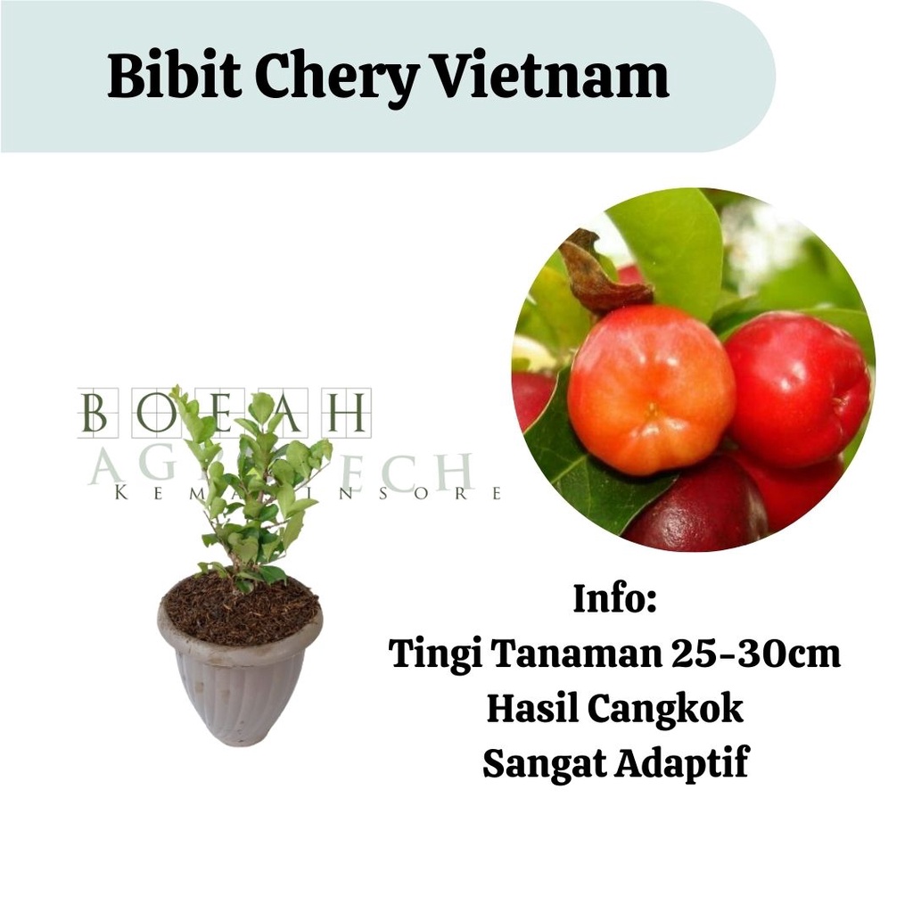 Bibit Cherry Vietnam Hasil Cangkok Cepat Berbuah Manis