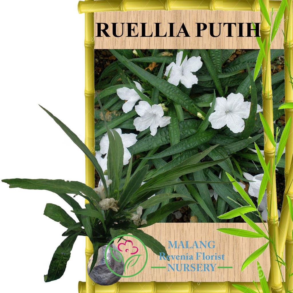 Tanaman Bunga Ruellia Putih