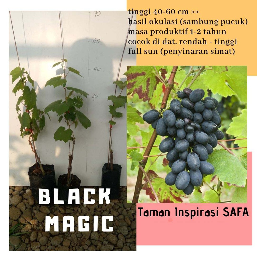 Bibit Anggur Hitam Import Black Magic | Bibit Bergaransi Siap Berbuah