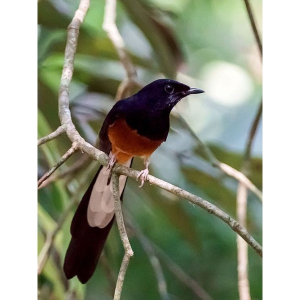 murai medan bahan ekor panjang  ( 17- 18 cm ) non gembung