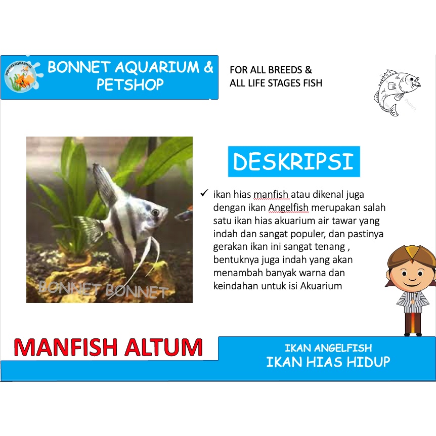 IKAN HIAS MANFISH ALTUM