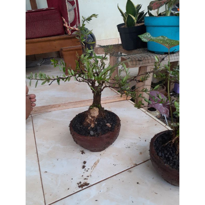 bonsai cendrawasih