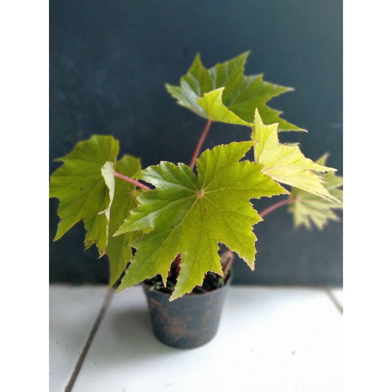 begonia bintang