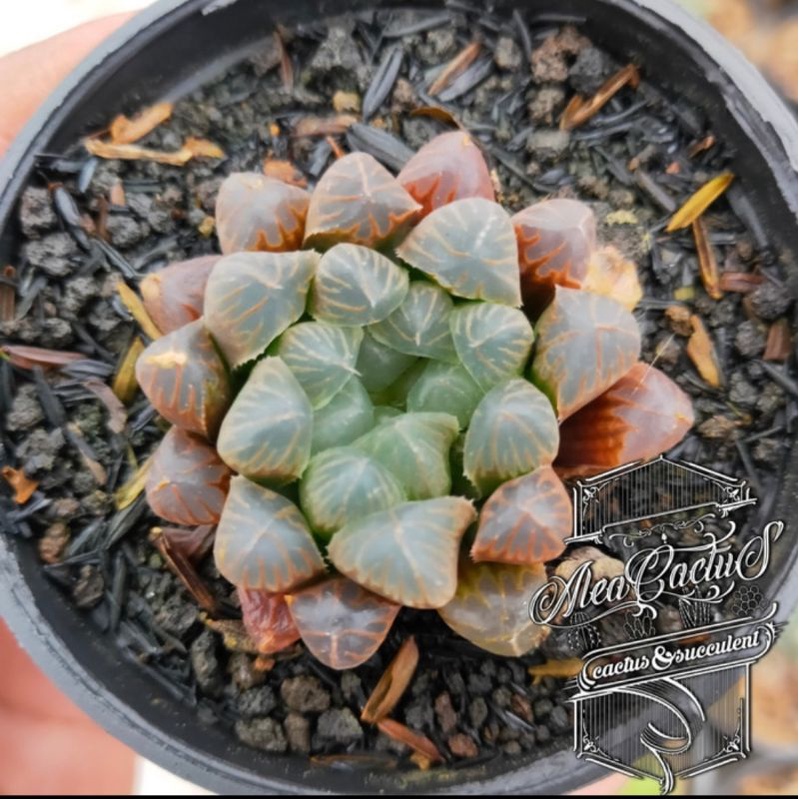 KAKTUS SUKULEN haworthia obtusa