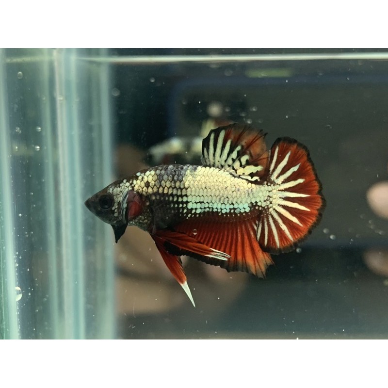 cupang avatar copper gold (junior)