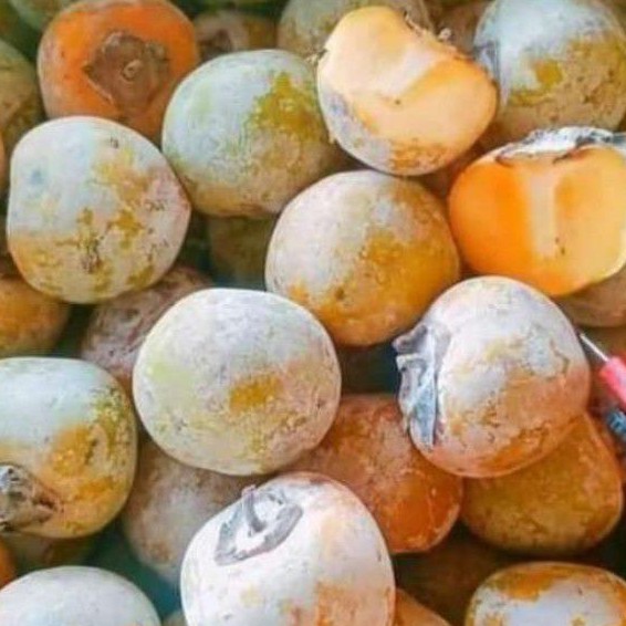 

BUAH KESEMEK MANIS / BUAH PERSIMMON / BUAH GENIT 1 KG FRESH