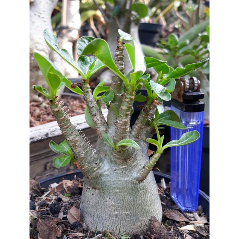 Adenium Godji