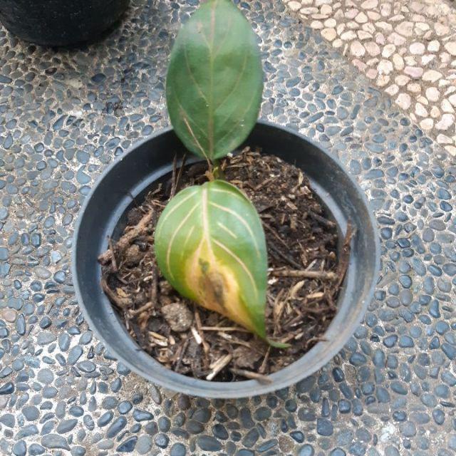 Tanaman Hias Aglonema Rotundum