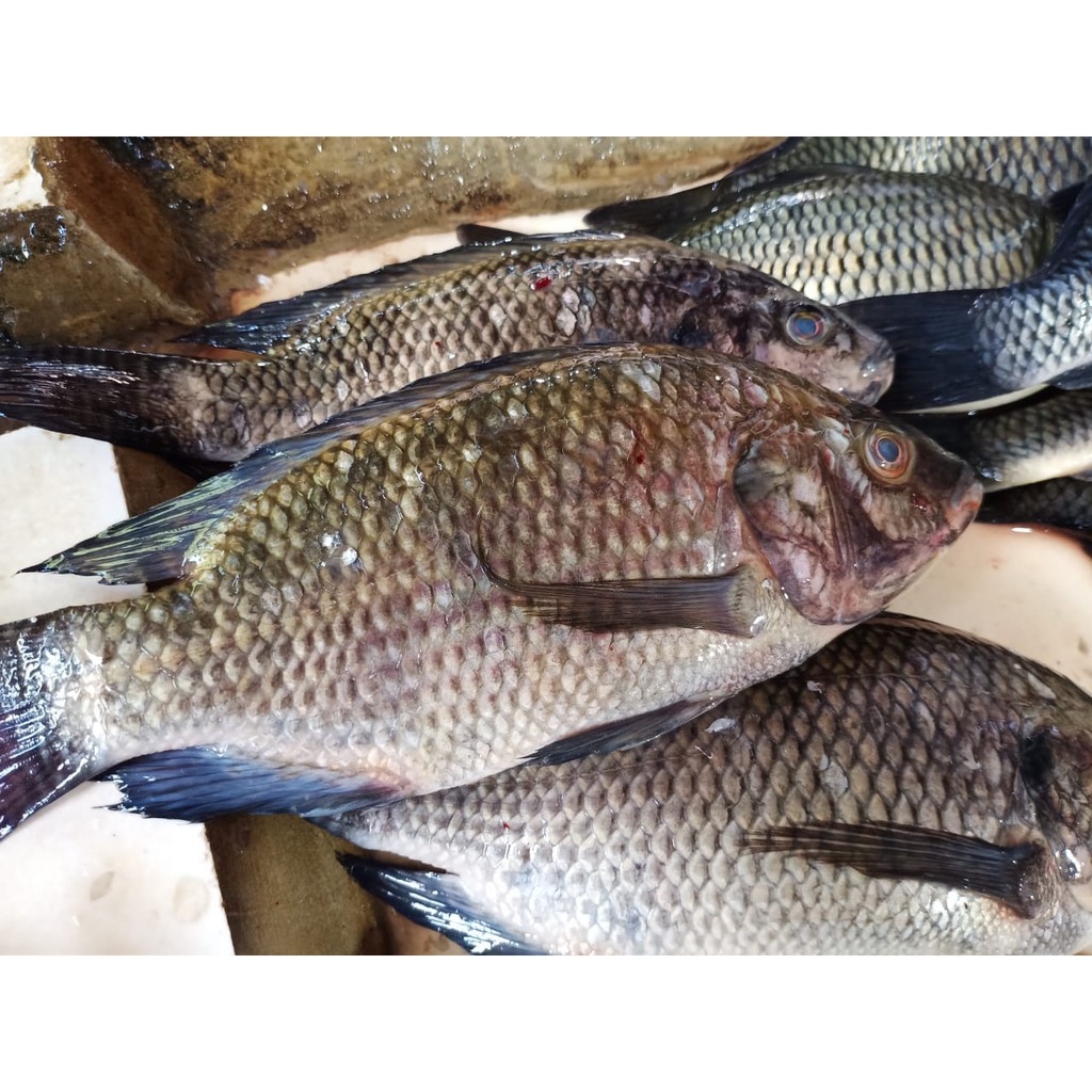 

Ikan Mujaer / 500gr