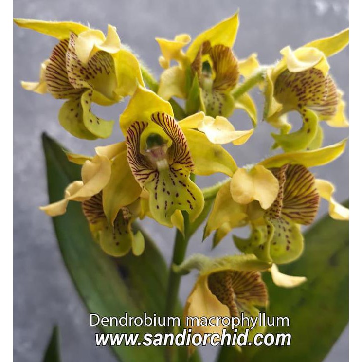 Dendrobium Macrophyllum (Anggrek Jamrud)