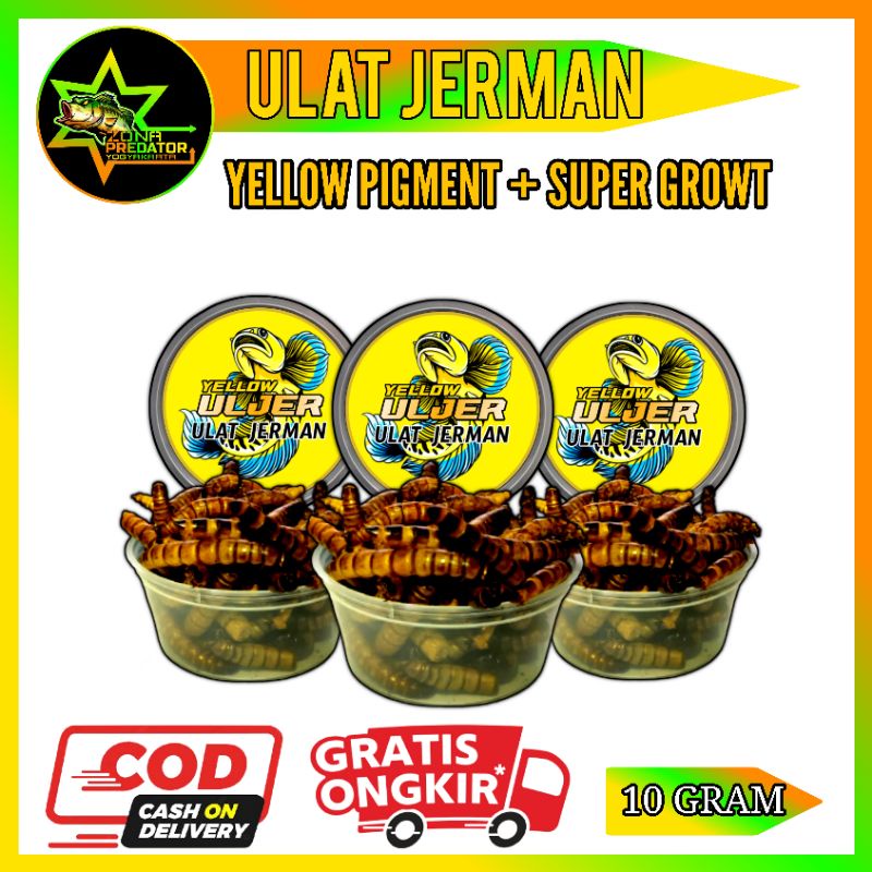 Uljer Yellow/Ulat Jerman Pakan Ikan Predator By GFS