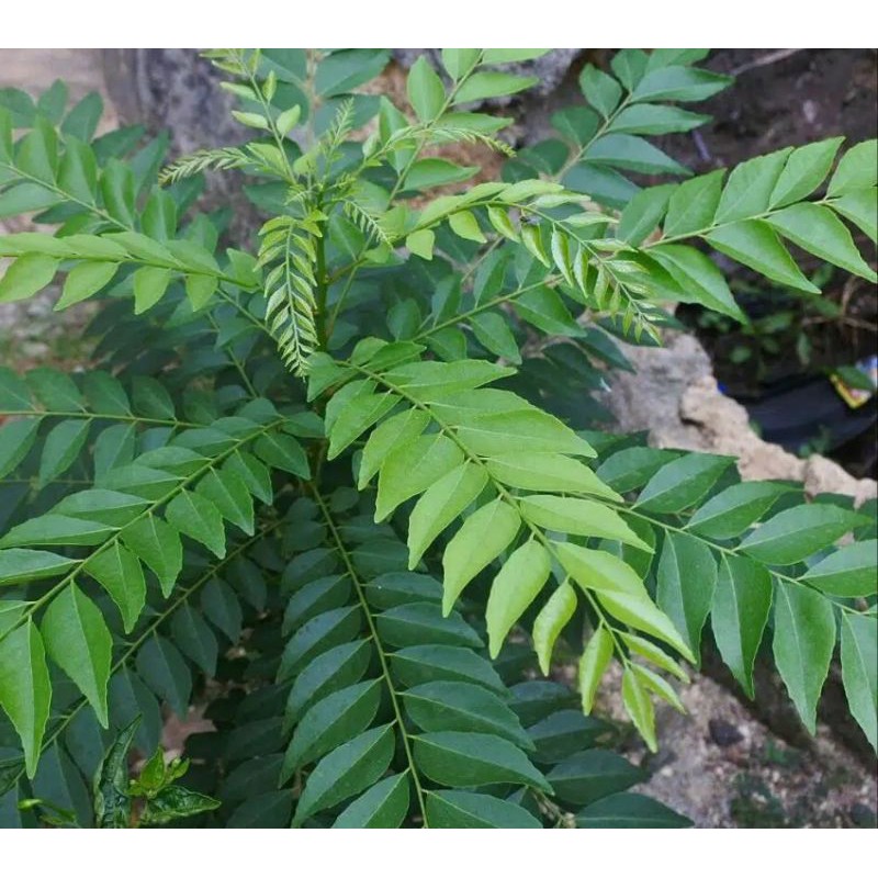 

daun kari/ daun temurui