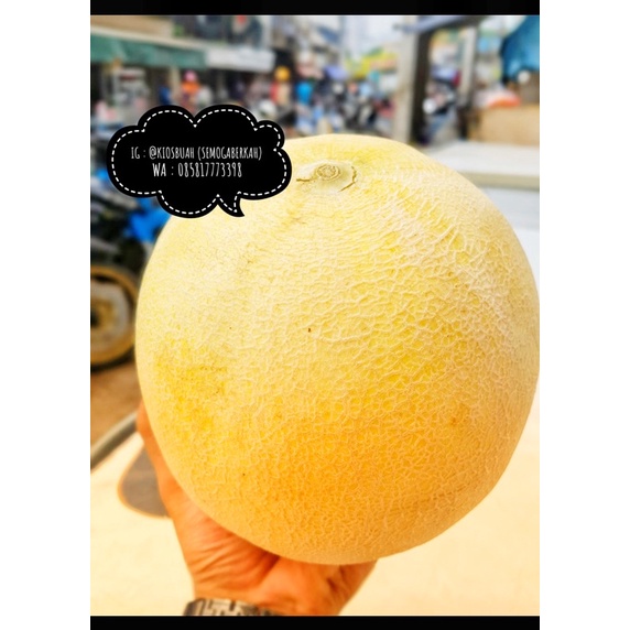 

Buah melon premium quality /pcs