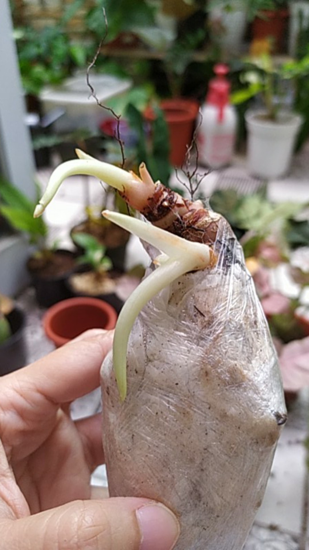 Bonggolan Alocasia Puncak Borneoensis Kalbar,