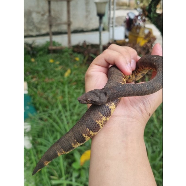 Mono Tanah - Candoia Aspera