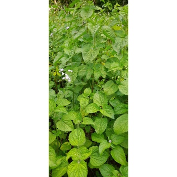 

daun bandotan segar per 1 kg