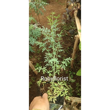 Bibit Tanaman Obat Daun Inggu