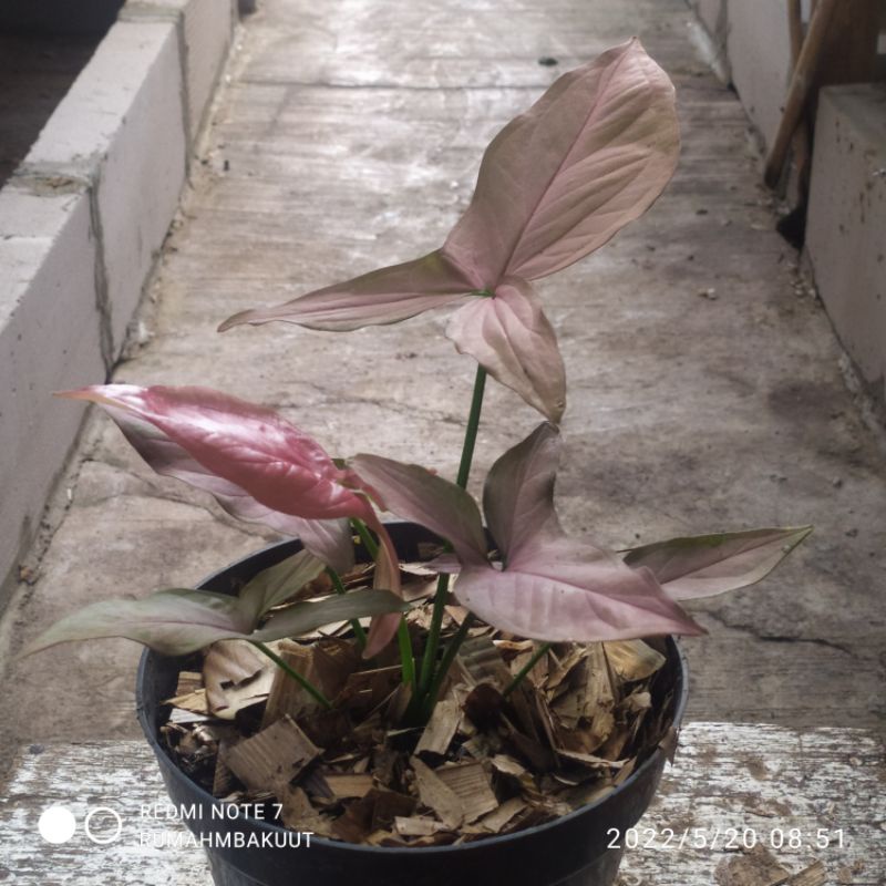 syngonium pink scott