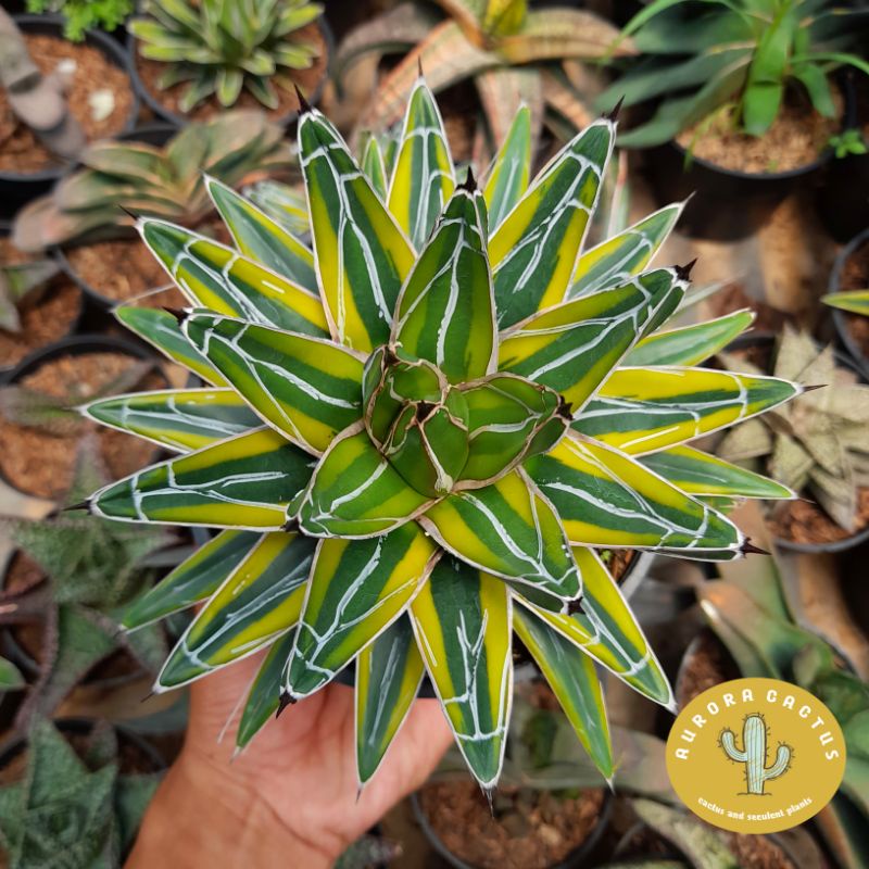 AGAVE VICTORIAE REGINAE VARIEGATTA