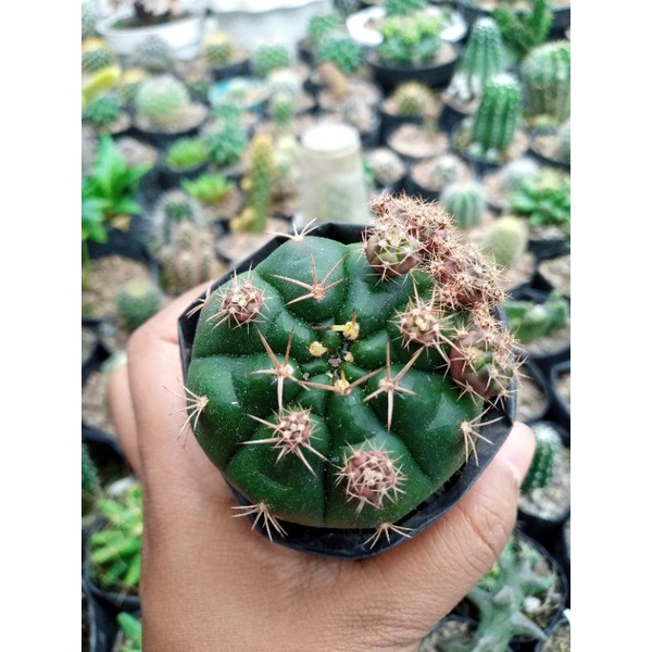 Kaktus Ownroot Gymno Damsii Marsonerii
