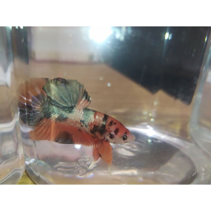 ikan cupang nemo copper