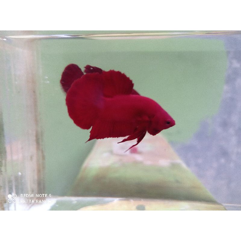 ikan cupang hias super red