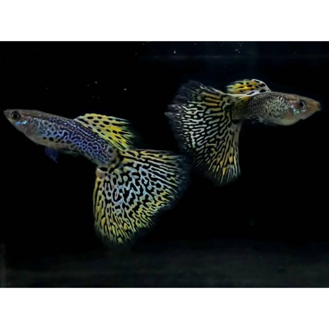 guppy yelow cobra remaja