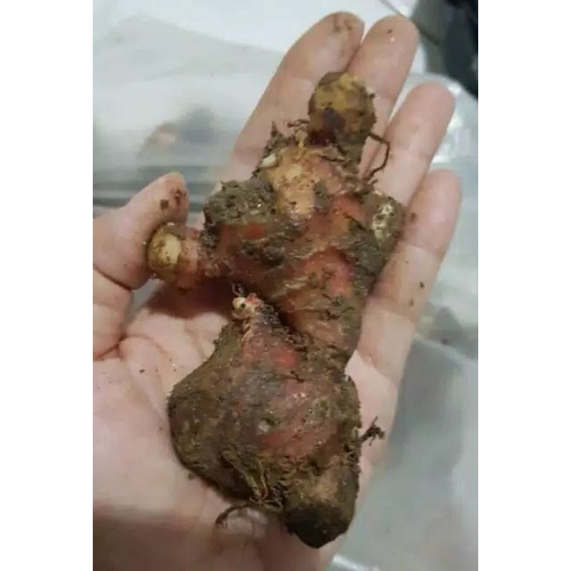 

Jahe Merah 100 gram