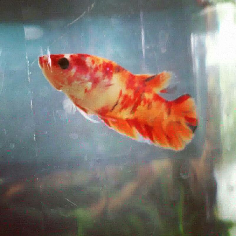 cupang nemo leopard,candy,emerald