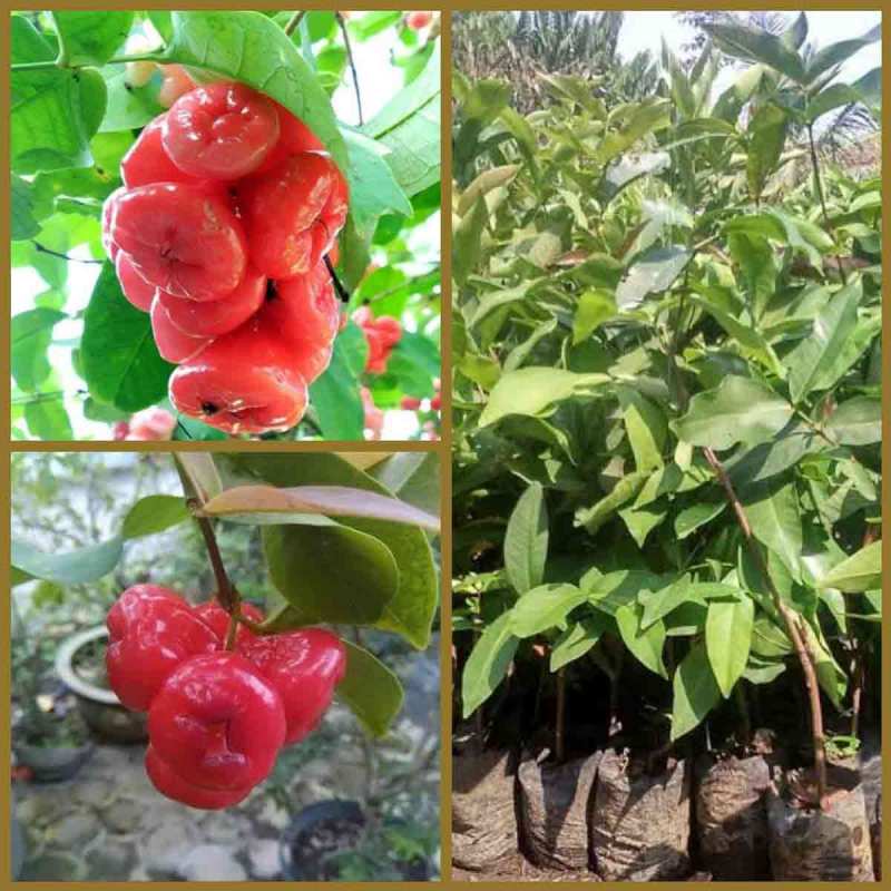 Bibit Tanaman Jambu Kancing Hasil Okulasi / Bibit Jambu Air Kancing