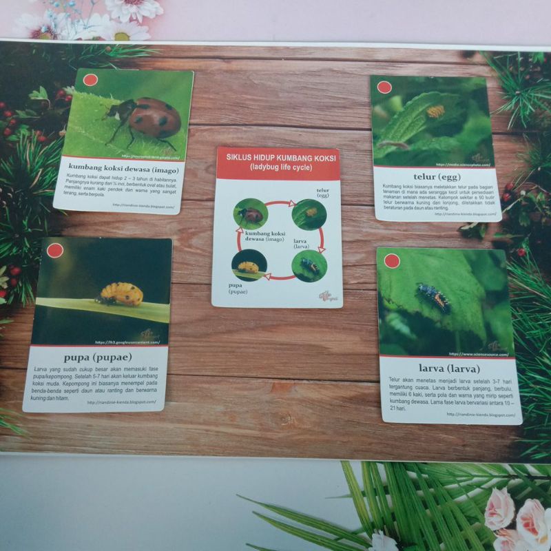 Kartu Siklus Hidup life cycle card Hewan Kumbang Koksi