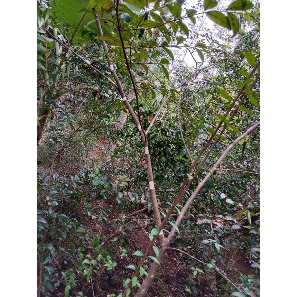 BAHAN STEK BONSAI ANTING PUTRI