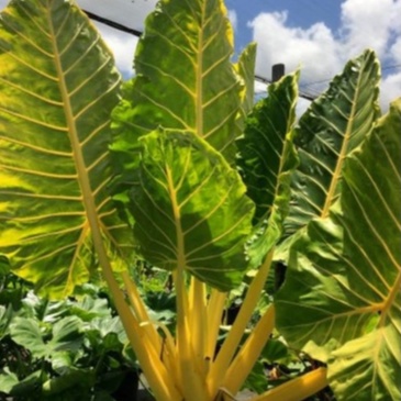 tanaman hias bunga alocasia sente gold / sente kuning / alocasia macrorrhiza lutea gold