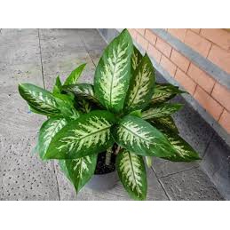 TANAMAN HIAS DAUN BAHAGIA | (DIEFFENBACHIA AMOENA ) TANAMAN HIDUP MURAH | COD | DAUN BAHAGIA