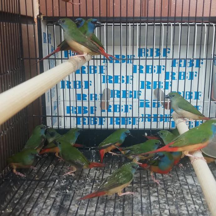 Catur Tops Bondol Hijau Binglis Order Yukkk Shopee Indonesia