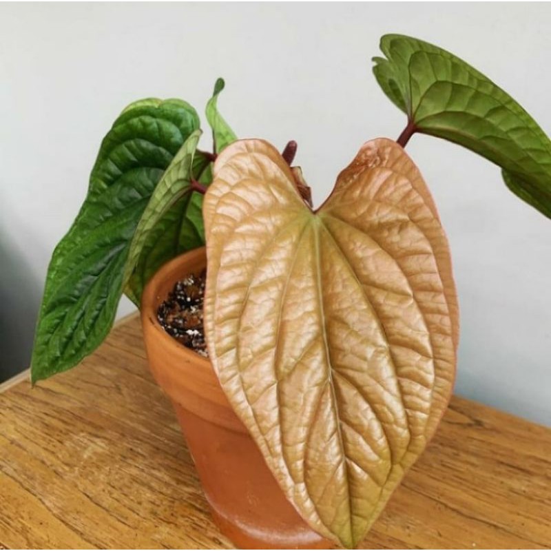 Tanamn hias anthurium sirih besar