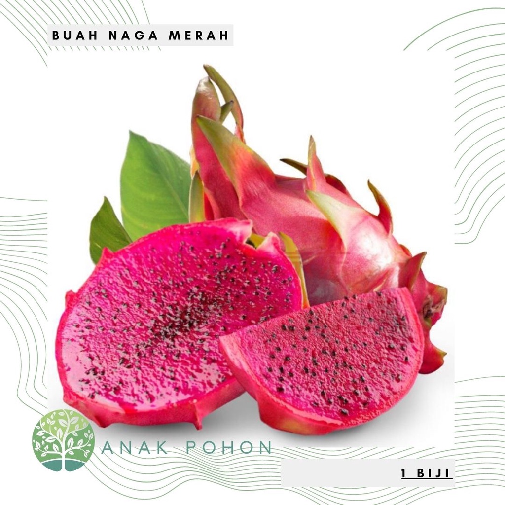 Benih Bibit Biji - Buah Naga Merah Red Dragon Fruit Seeds