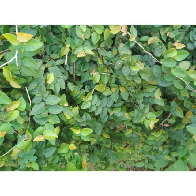 Tanaman hias dolar rambat daun kecil - Tanaman hias dolar daun kecil