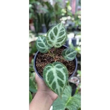 anthurium dorayaki x silver