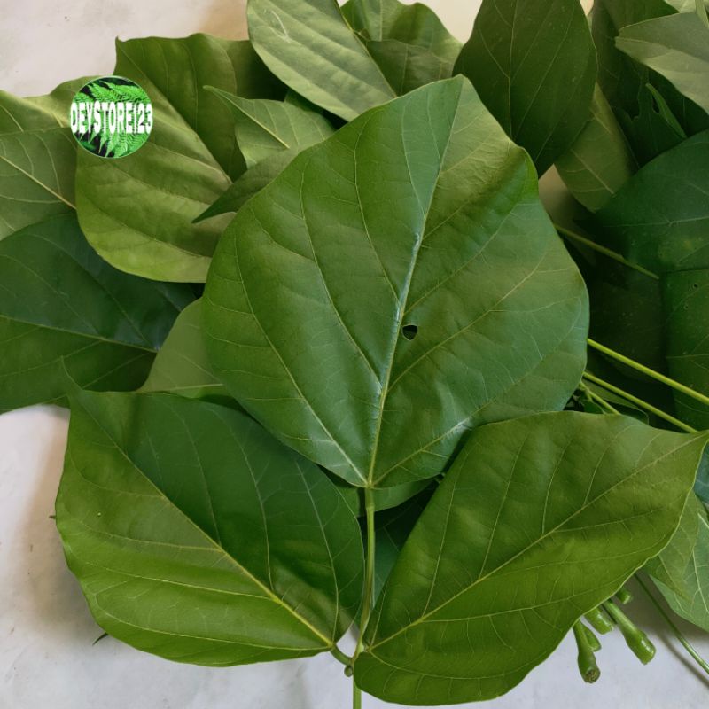 

Daun Serep Segar Atou Daun Dadap 1KG