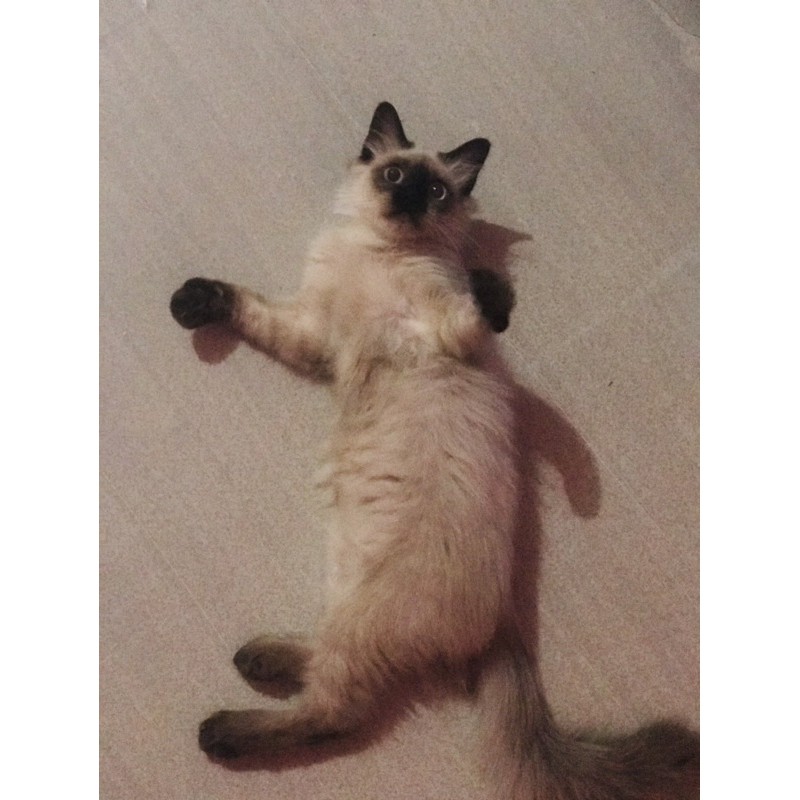 Kucing Himalaya Jantan ori sealpoint kaoskaki