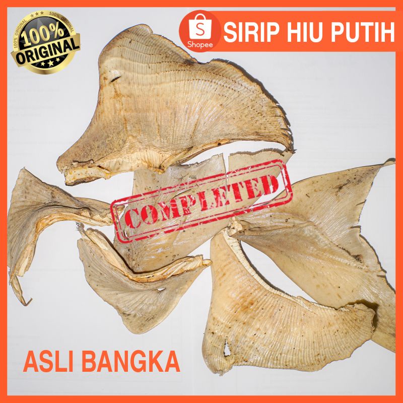 

TERBATAS ❗ SIRIP IKAN HIU PUTIH ASLI KOMPLIT | SIRIP HIU KERING | ASLI BANGKA